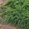 Macierzanka kaskadowa Longicaulis – Thymus longicaulis, bylina okrywowa sadzonka